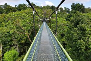MacRitchie Nature Trail in Singapore 